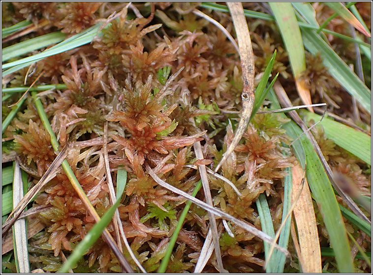 Sphagnum subnitens, Lustrous Bog-moss