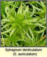 Sphagnum denticulatum, Cow-horn Bog-moss