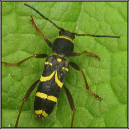 Wasp Beetle, Clytus arietis