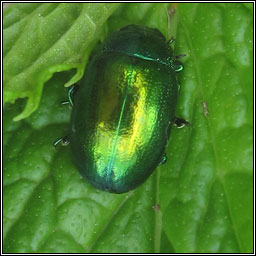 Mint Leaf Beetle, Chrysolina herbacea