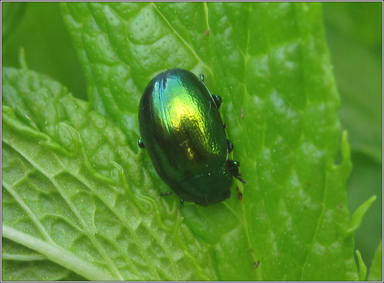 Mint Leaf Beetle, Chrysolina herbacea