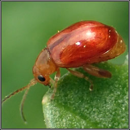 Ragwort Flea Beetle, Longitarsus jacobaeae