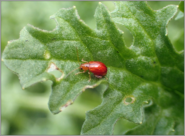Ragwort Flea Beetle, Longitarsus jacobaeae