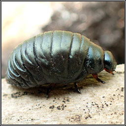 Bloody-nosed Beetle, Timarcha tenebricosa
