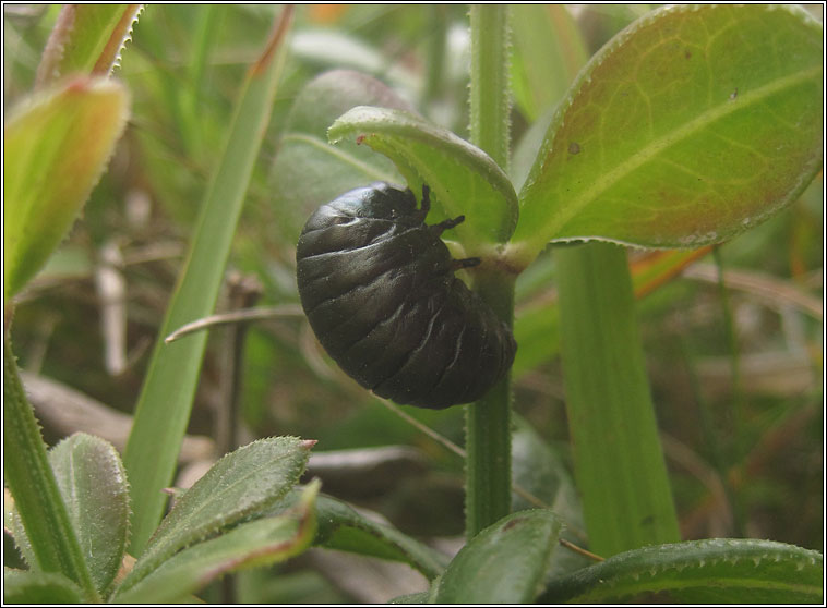 Bloody-nosed Beetle, Timarcha tenebricosa