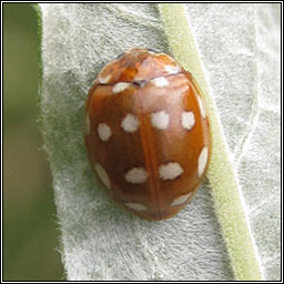 Orange Ladybird, Halyzia sedecimguttata