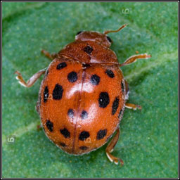 24-spot ladybird, Subcoccinella 24-punctata
