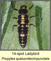 Propylea quatuordecimpunctata, 14-spot Ladybird