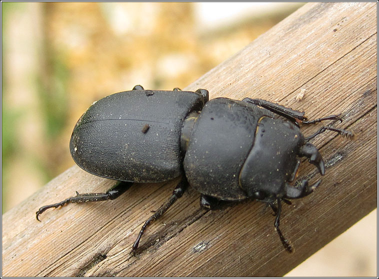Lesser Stag Beetle, Dorcus parallelipipedus