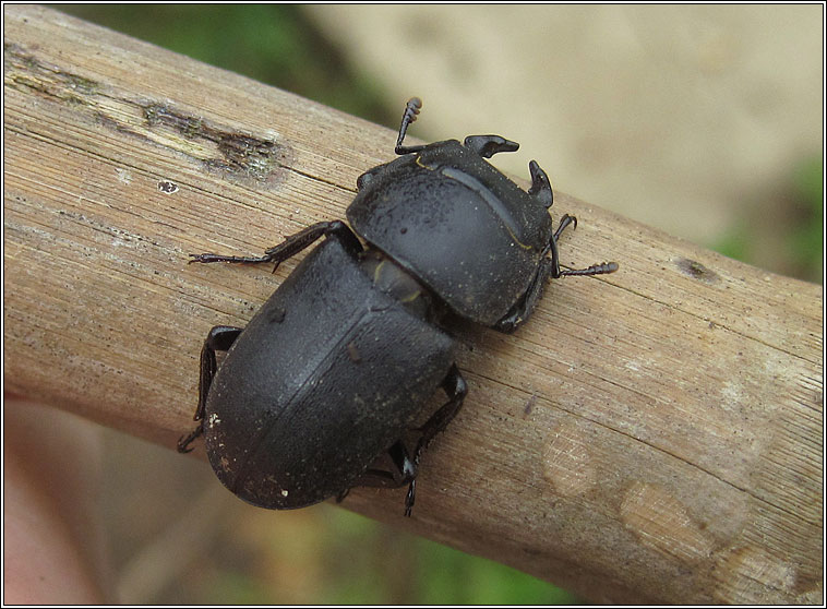 Lesser Stag Beetle, Dorcus parallelipipedus