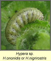 Hypera ononidis or nigrirostris