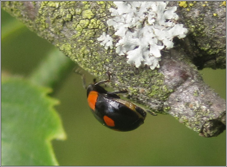 Pine ladybird, Exochomus quadripustulatus
