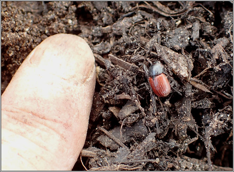 Aphodius pedellus, Dung Beetle