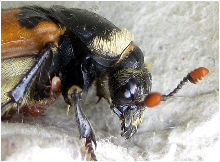 Nicrophorus vespillo, Common burying beetle