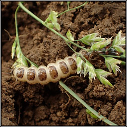 Carabidae larva