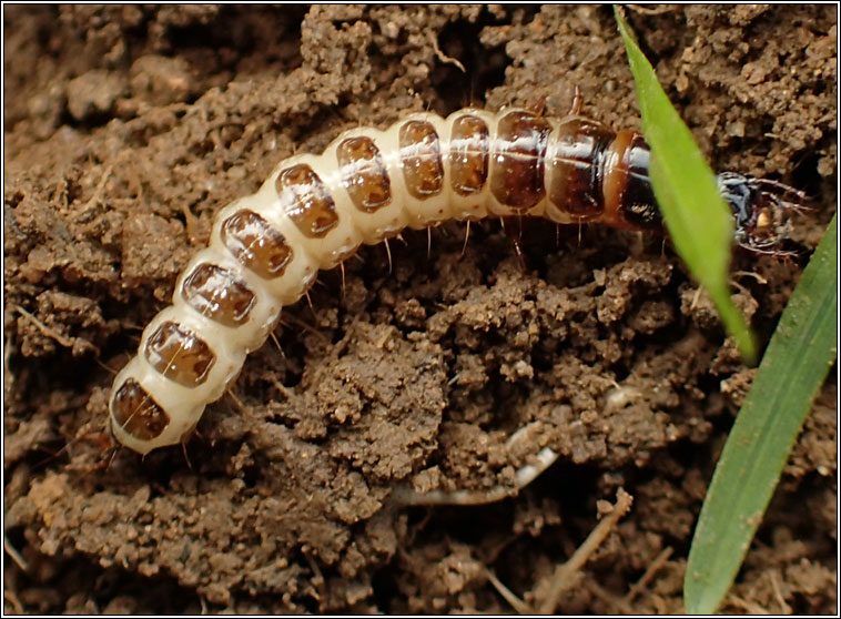 Carabidae larva