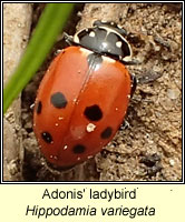 Hippodamia variegata, Adonis' Ladybird
