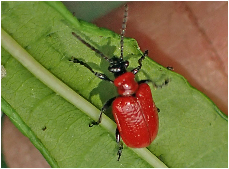 Lilioceris lilii, Red Lily Beetle