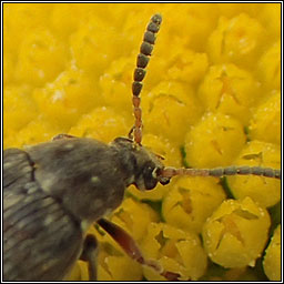 Bruchus rufimanus, Broad Bean Beetle
