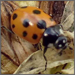 11-spot ladybird, Coccinella undecimpunctata