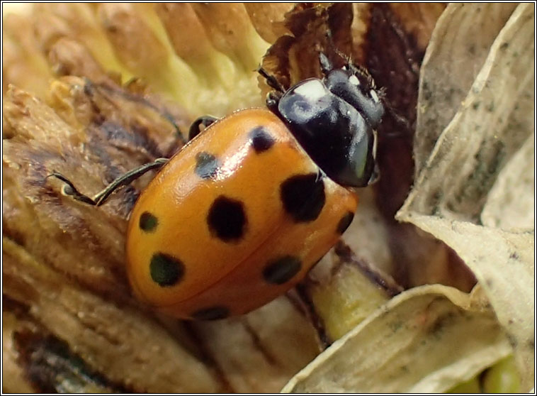 11-spot ladybird, Coccinella undecimpunctata