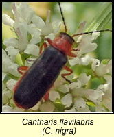Cantharis flavilabris