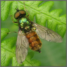 Chloromyia formosa, Broad Centurion (soldier fly)