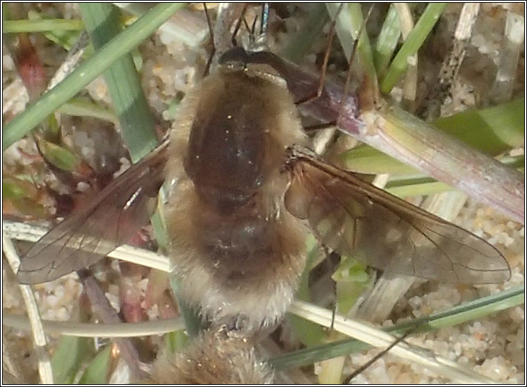 Bombylius minor, Heath Bee-fly