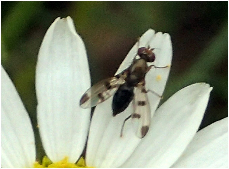 Geomyza tripunctata, Cereal Fly