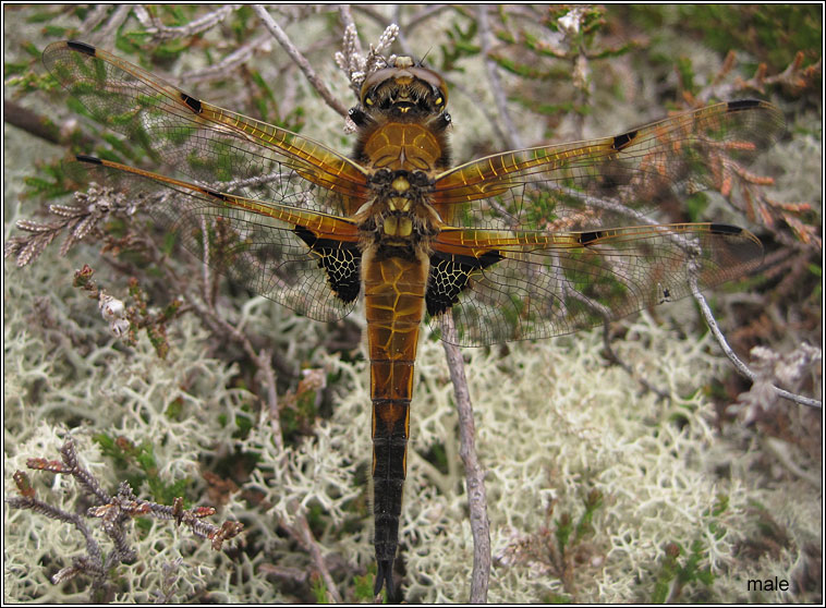 Four-spotted Chaser, Libellula quadrimaculata