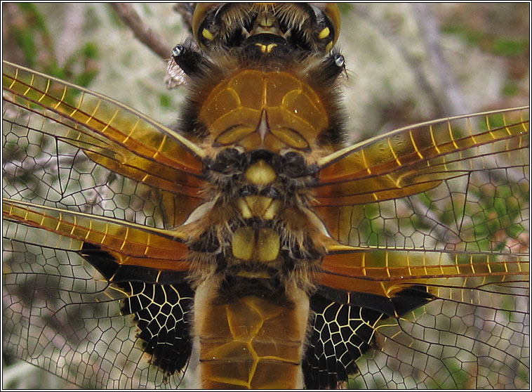 Four-spotted Chaser, Libellula quadrimaculata