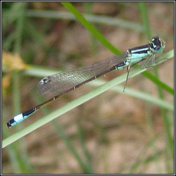 Blue-tailed Damselfly, Ischnura elegans
