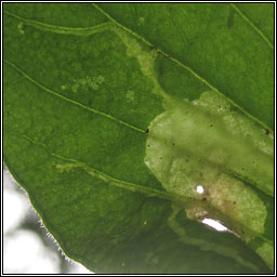 Amauromyza flavifrons