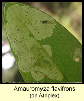 Amauromyza flavifrons