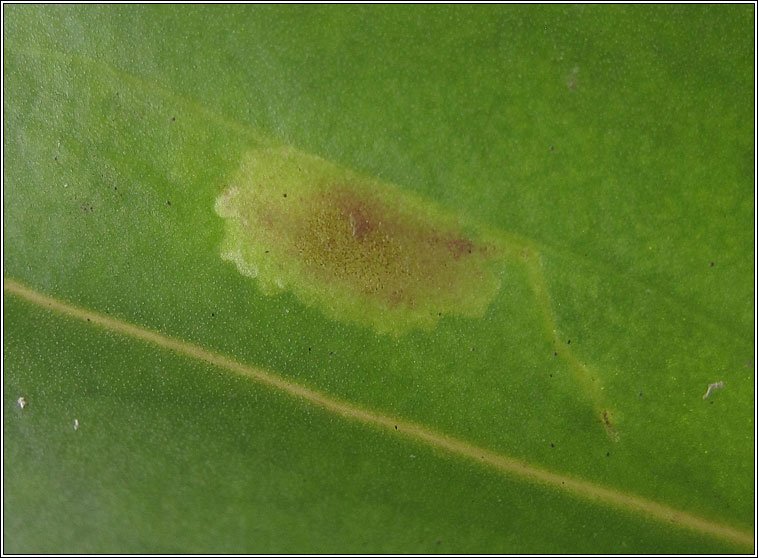 Calycomyza humeralis