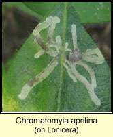 Chromatomyia aprilina