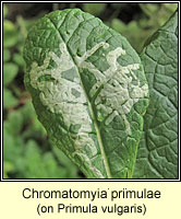 Chromatomyia primulae
