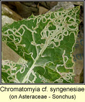 Chromatomyia syngenesiae
