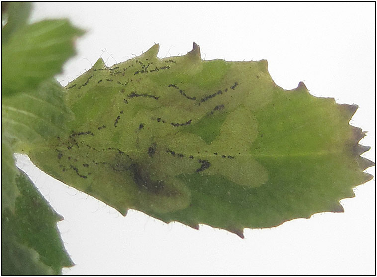 Liriomyza cicerina