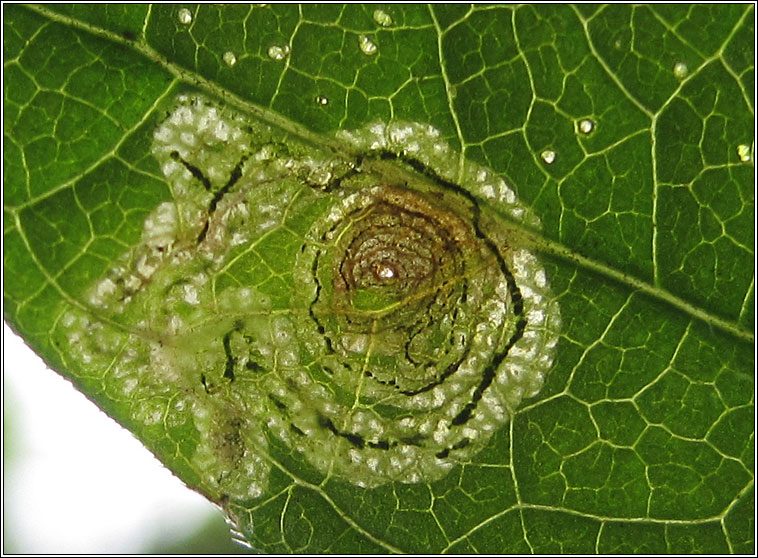 Liriomyza eupatorii