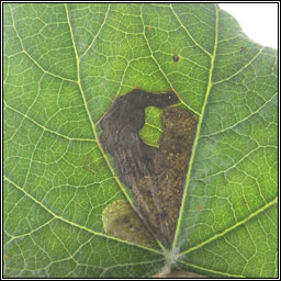 Agromyza albitarsis