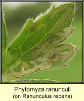 Phytomyza ranunculi