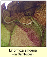 Liriomyza amoena