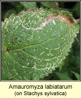 Amauromyza labiatarum