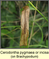 Cerodontha pygmaea or incisa
