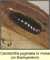 Cerodontha pygmaea or incisa