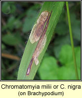 Chromatomyia milii or nigra
