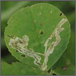 Agromyza frontella, Alfalfa blotch leafminer