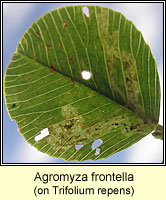 Agromyza frontella, Alfalfa blotch leafminer