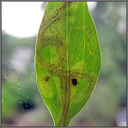 Liriomyza valerianae